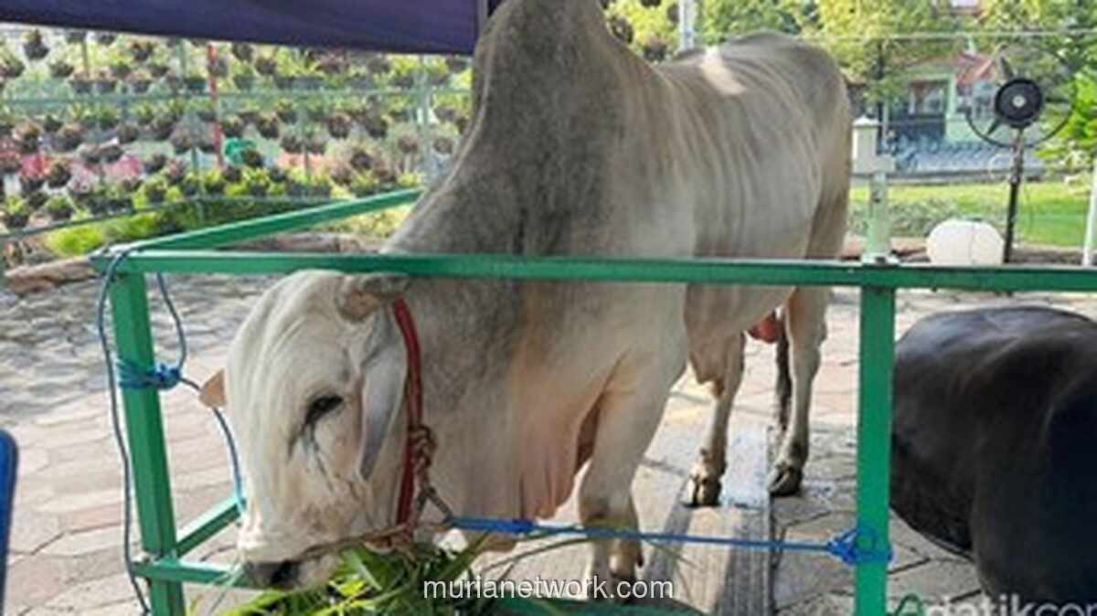 Pakar IPB Ingatkan Pentingnya Kemasan Food Grade untuk Daging Kurban demi Cegah Kontaminasi