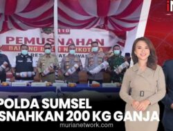 Polda Sumsel Musnahkan 200 Kg Ganja dari Ladang 20 Hektare di Empat Lawang