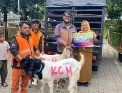 PT KCN Salurkan 33 Ekor Hewan Kurban ke Masyarakat Cilincing dan Marunda Sambut Iduladha