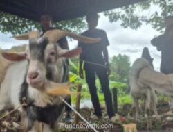 Kebutuhan Hewan Kurban di Sumedang Diprediksi Naik 15 Persen pada Iduladha 2026