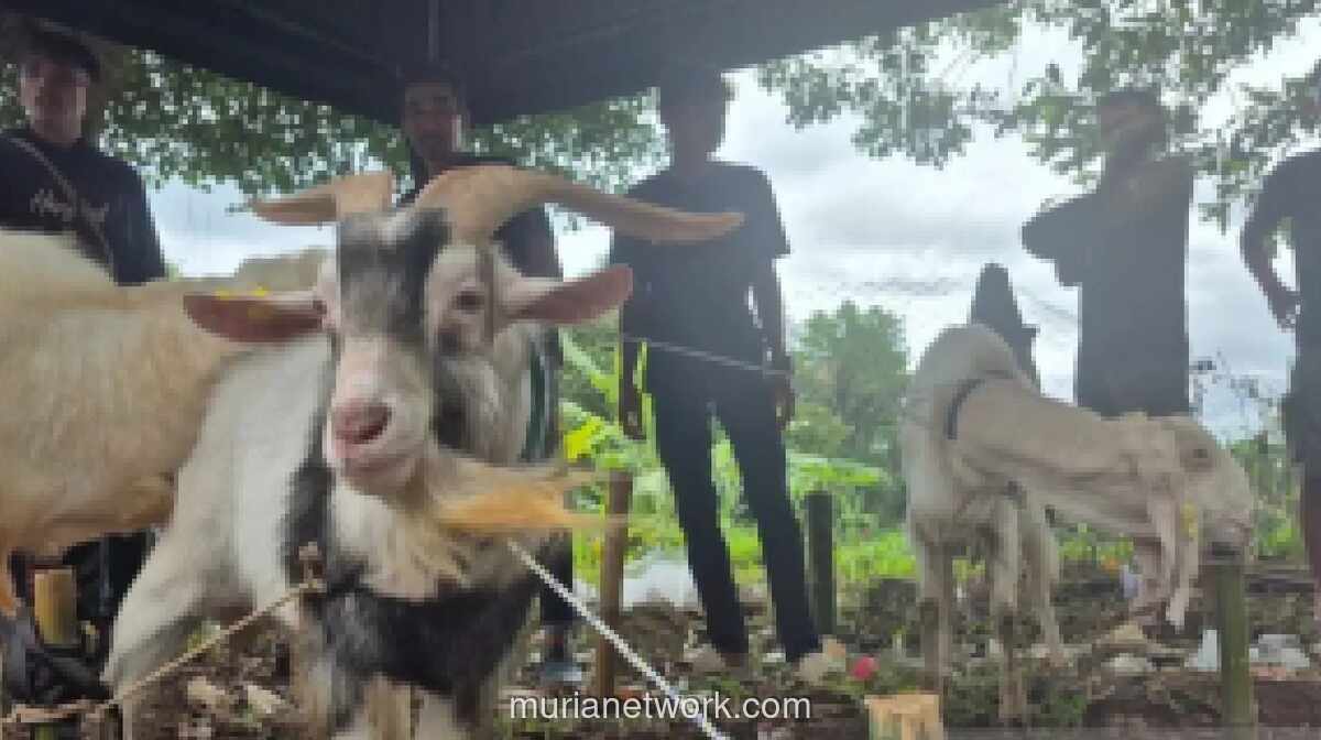 Kebutuhan Hewan Kurban di Sumedang Diprediksi Naik 15 Persen pada Iduladha 2026