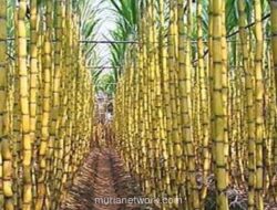 Kementan Percepat Penetapan Lahan Tebu 97.970 Hektare di 11 Provinsi untuk Target Swasembada Gula 2026