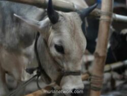 Kementan Perketat Pengawasan Zoonosis dan Keamanan Daging Jelang Iduladha 2026