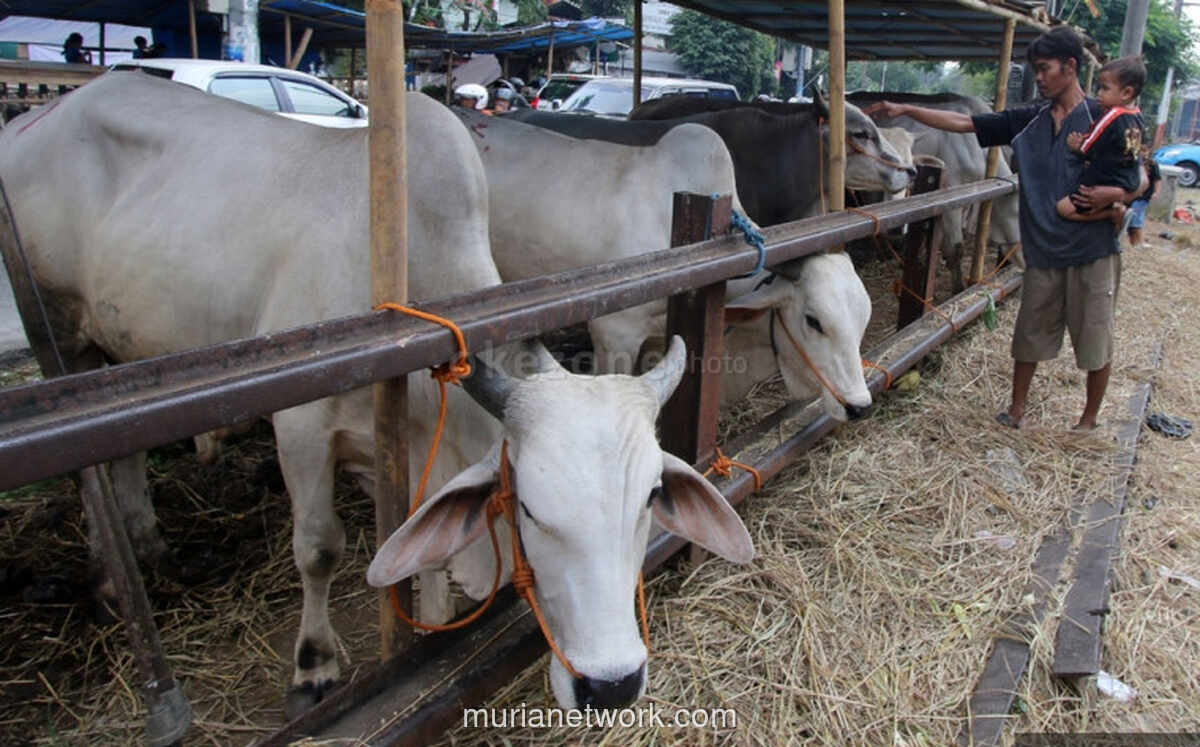 Kementan Pastikan Stok Hewan Kurban 2026 Surplus 800 Ribu Ekor, Pasokan Capai 3,2 Juta