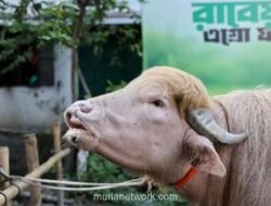 Kerbau Albino Mirip Gaya Rambut Donald Trump Jadi Fenomena di Bangladesh Jelang Idul Adha
