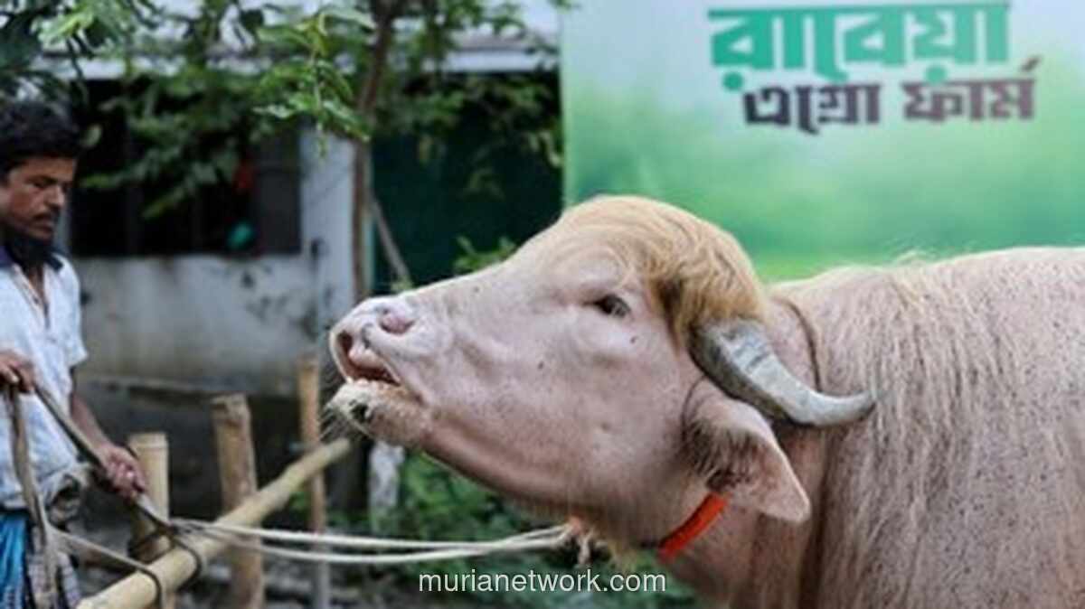 Kerbau Albino Mirip Gaya Rambut Donald Trump Jadi Fenomena di Bangladesh Jelang Idul Adha