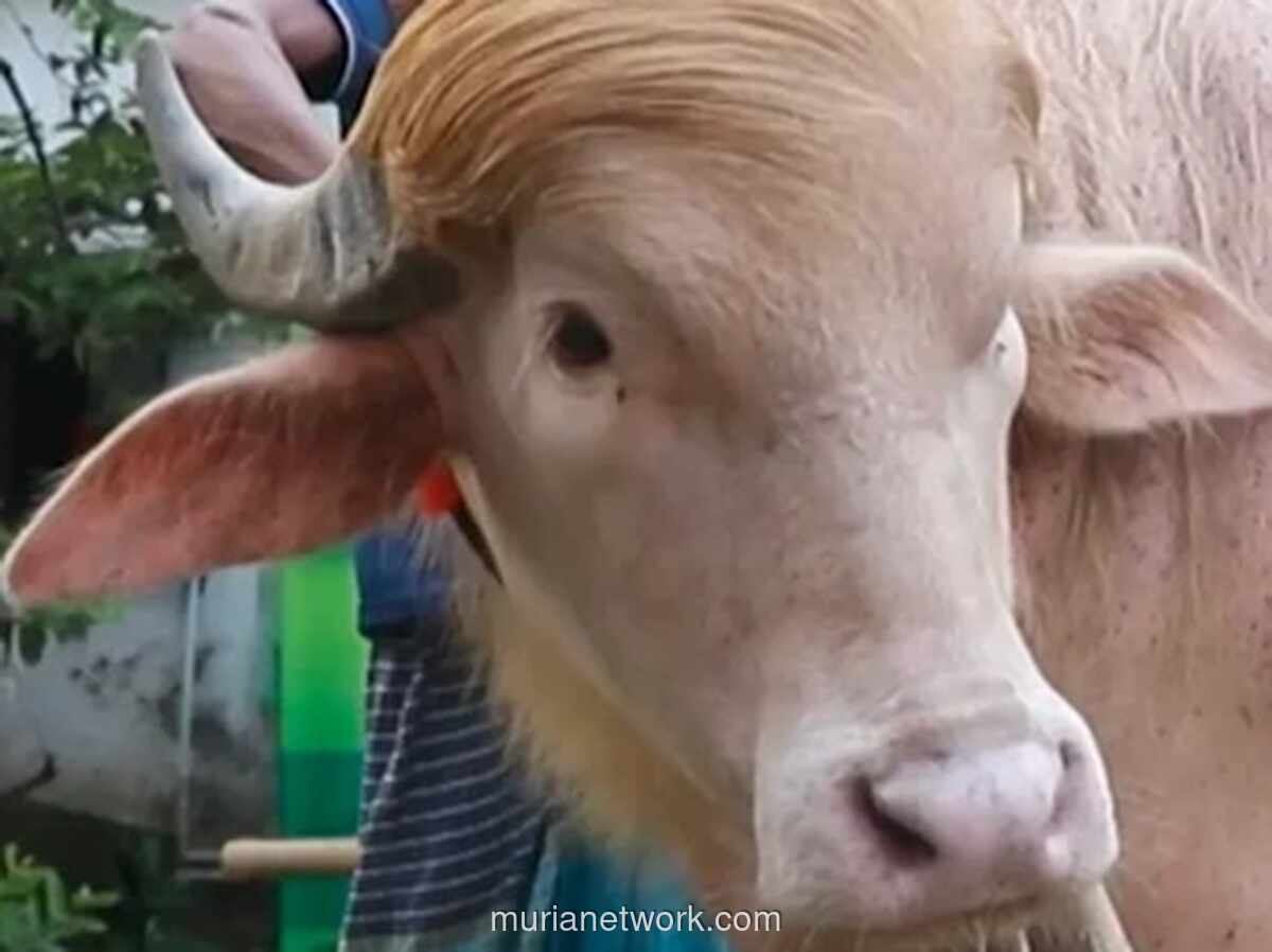 Pemerintah Bangladesh Selamatkan Kerbau Albino ‘Donald Trump’ dari Penyembelihan Idul Adha