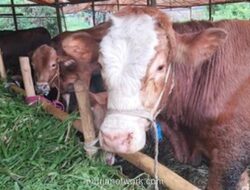Kemenag Rincikan Aturan Distribusi Daging Kurban dan Hukum Memakannya bagi yang Berkurban