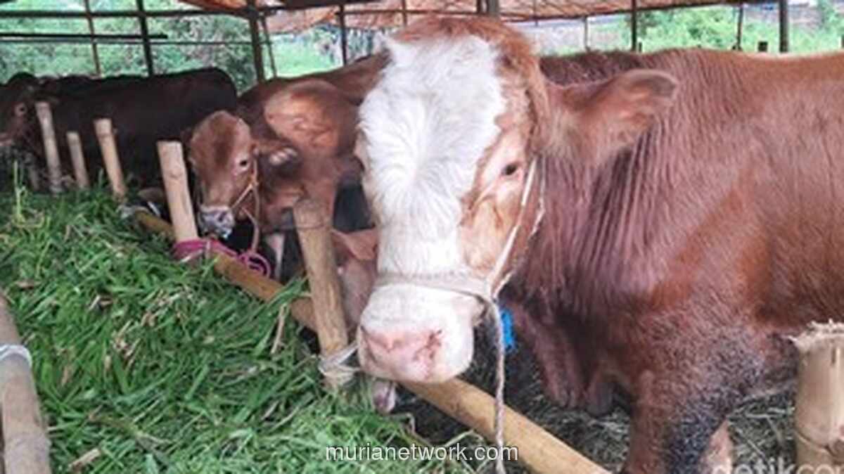 Kemenag Rincikan Aturan Distribusi Daging Kurban dan Hukum Memakannya bagi yang Berkurban
