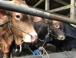 Persiapan Lokasi Pemotongan hingga Syarat Hewan Kurban: Panduan Lengkap Idul Adha yang Aman dan Higienis