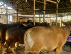 Stok Sapi Kurban Iduladha di Lamongan Surplus, Capai 8.983 Ekor