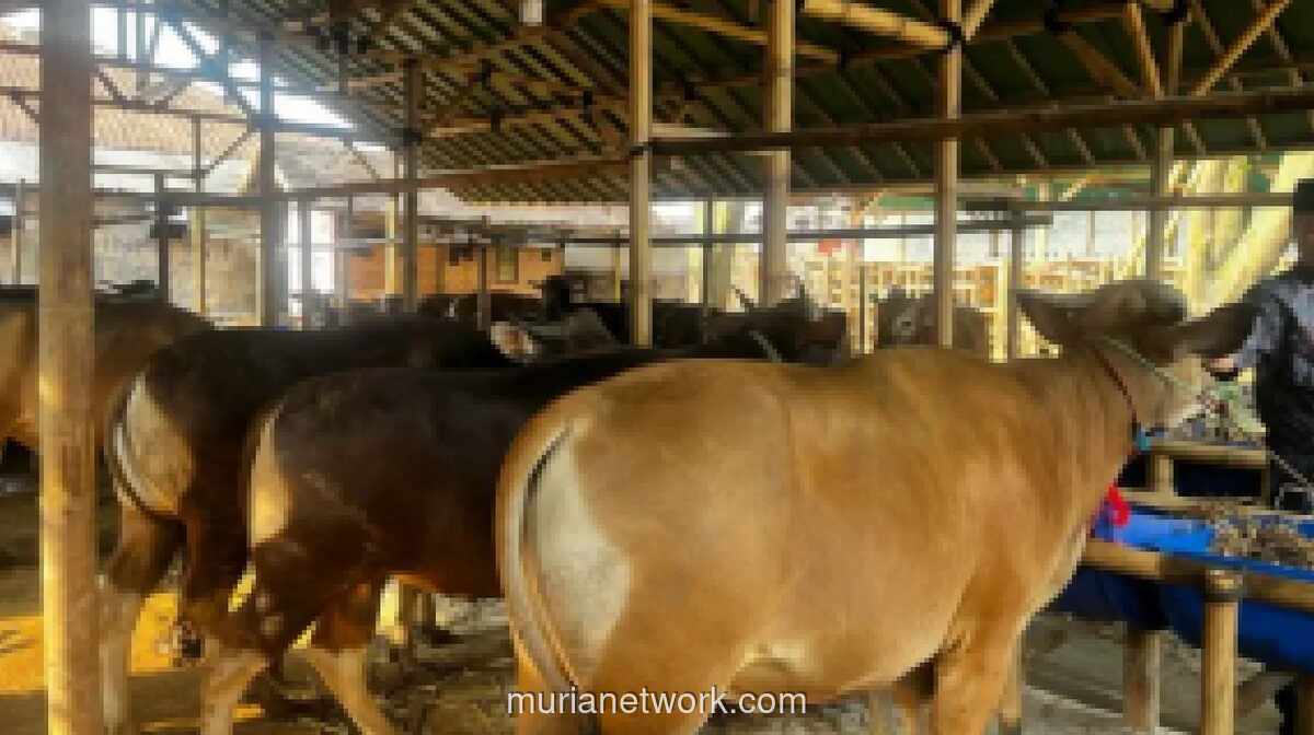 Stok Sapi Kurban Iduladha di Lamongan Surplus, Capai 8.983 Ekor