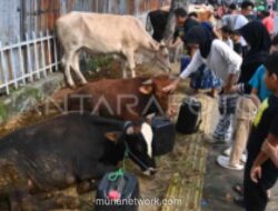 DKI Jakarta Perketat Pengawasan Lapak Hewan Kurban Jelang Iduladha 2026