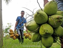 Ekspor Minyak Kelapa Indonesia 2025: Nilai Melonjak 43% Meski Volume Turun, Pangsa Pasar Global Kokoh di Peringkat Kedua