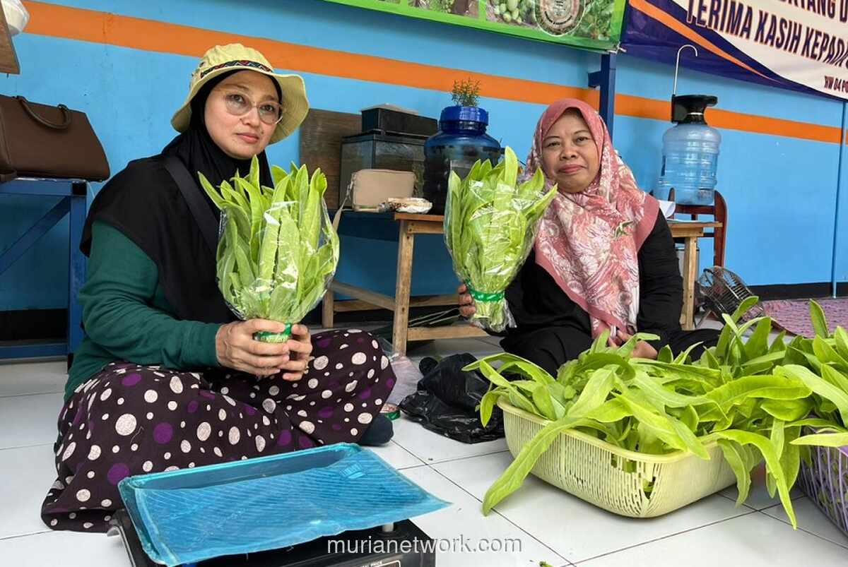 KWT Mawar 8 Manfaatkan Lahan Bekas Banjir Jadi Kebun Hidroponik, Bantu Warga Dapat Sayuran Murah