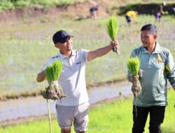 Bupati Bone Turun ke Sawah, Tanam Padi Bersama Petani dan TNI di Desa Mappesangka