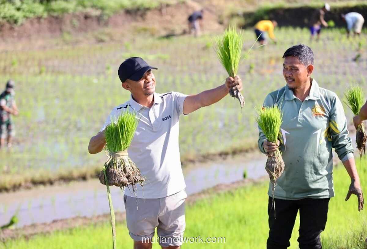Bupati Bone Turun ke Sawah, Tanam Padi Bersama Petani dan TNI di Desa Mappesangka