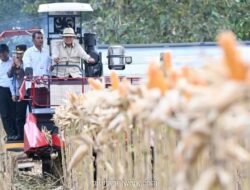 Presiden Prabowo Kenakan Topi Koboi, Kemudikan Alat Berat saat Panen Raya Jagung di Tuban