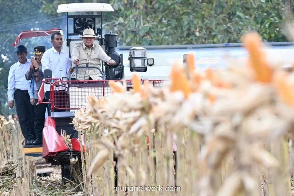 Presiden Prabowo Kenakan Topi Koboi, Kemudikan Alat Berat saat Panen Raya Jagung di Tuban