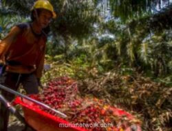 Harga TBS Sawit Anjlok di Sejumlah Daerah Usai Pemerintah Bentuk Danantara, Petani Langkat Keluhkan Penurunan hingga Rp2.300 per Kg