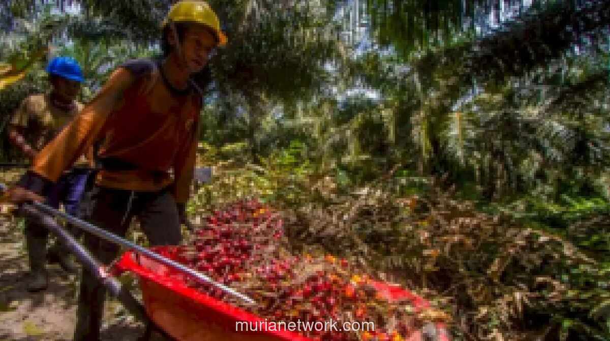 Harga TBS Sawit Anjlok di Sejumlah Daerah Usai Pemerintah Bentuk Danantara, Petani Langkat Keluhkan Penurunan hingga Rp2.300 per Kg