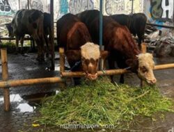 Penjualan Hewan Kurban di Jakarta Melonjak, Pedagang Sapi Bima Tambah Pasokan Hingga 85 Ekor