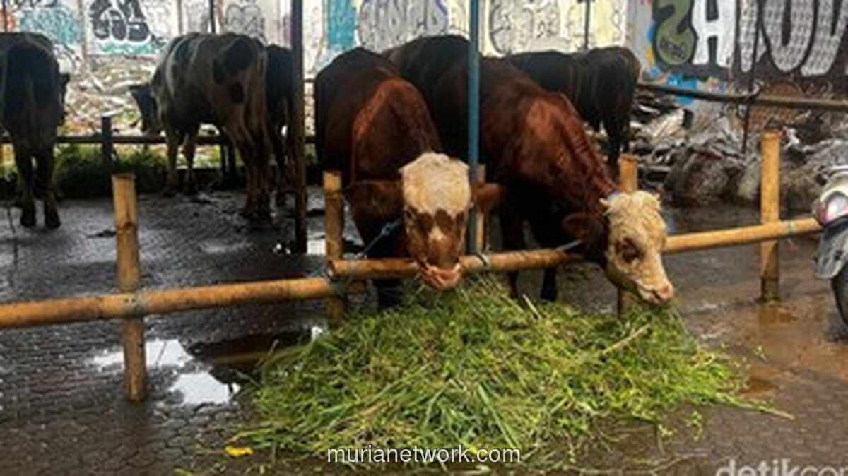 Penjualan Hewan Kurban di Jakarta Melonjak, Pedagang Sapi Bima Tambah Pasokan Hingga 85 Ekor