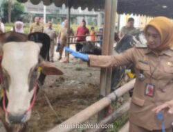 Pemkot Jakarta Barat Kumpulkan 78 Ekor Hewan Kurban, Distribusikan ke Masjid dan Warga