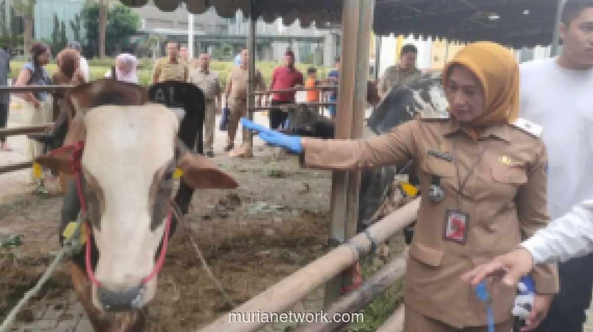 Pemkot Jakarta Barat Kumpulkan 78 Ekor Hewan Kurban, Distribusikan ke Masjid dan Warga