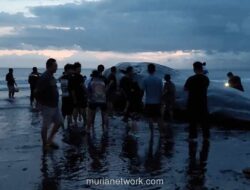 Paus Sperma 15 Meter Terdampar Mati di Pantai Jembrana Bali