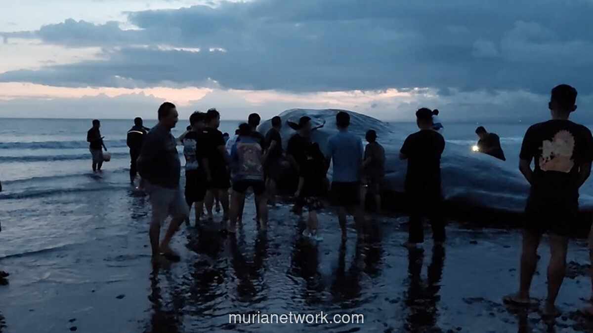 Paus Sperma 15 Meter Terdampar Mati di Pantai Jembrana Bali