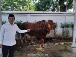 Sapi Limosin 1,2 Ton Bantuan Presiden untuk Iduladha di Karawang Sempat Stres Nyaris Serang Petugas