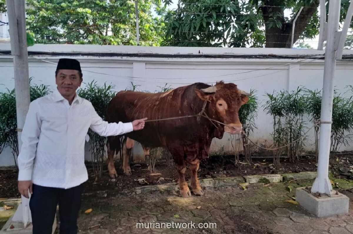 Sapi Limosin 1,2 Ton Bantuan Presiden untuk Iduladha di Karawang Sempat Stres Nyaris Serang Petugas