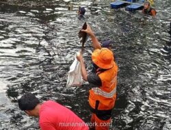 Peneliti BRIN Ungkap Rantai Makanan Kacau Jadi Pemicu Ledakan Populasi Ikan Sapu-Sapu di Jakarta