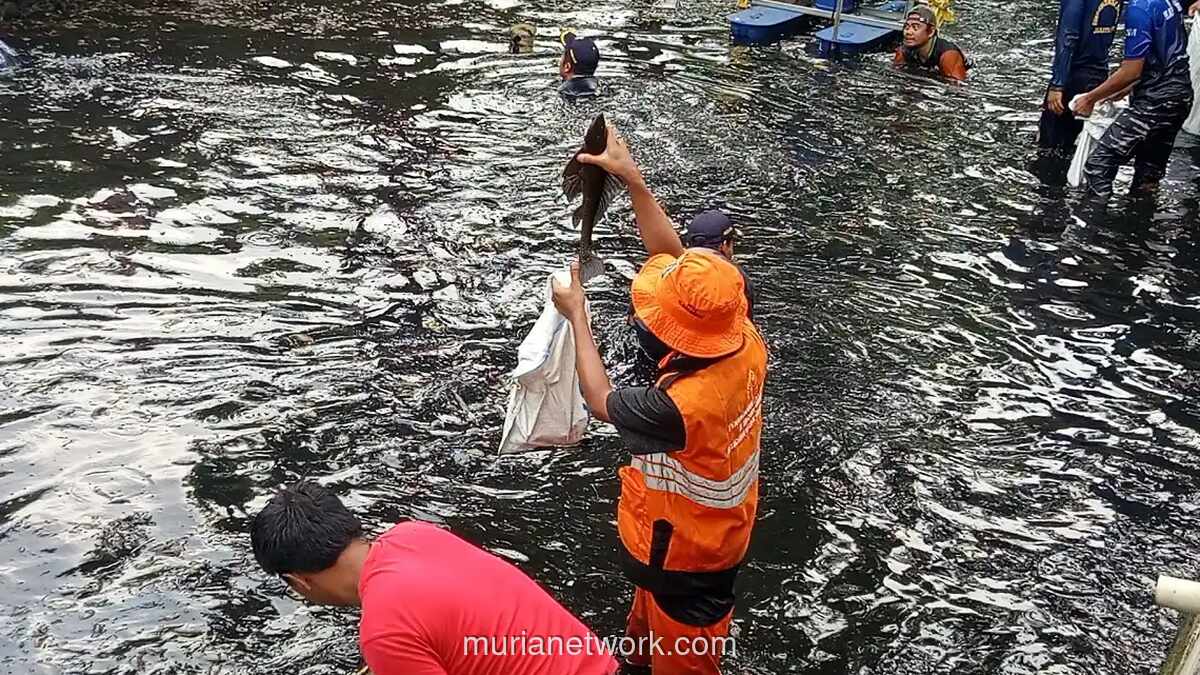 Peneliti BRIN Ungkap Rantai Makanan Kacau Jadi Pemicu Ledakan Populasi Ikan Sapu-Sapu di Jakarta