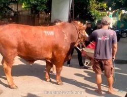 Sapi Kurban 1,1 Ton Bertuliskan TIW Dikirim ke Masjid Terdekat Rumah Amien Rais