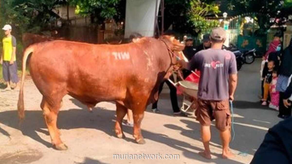 Sapi Kurban 1,1 Ton Bertuliskan TIW Dikirim ke Masjid Terdekat Rumah Amien Rais