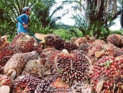 Petani Sawit Apresiasi Pabrik yang Tetap Beli TBS Sesuai HPP di Tengah Anjloknya Harga Akibat Kebijakan Ekspor Satu Pintu