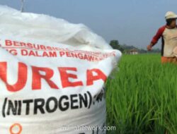 Pemerintah Salurkan Pupuk Subsidi Mulai Mei 2026, Petani Wajib Penuhi Syarat e-RDKK dan Kartu Tani