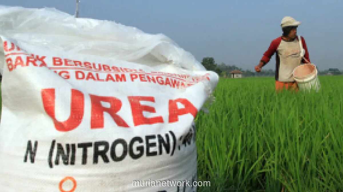 Pemerintah Salurkan Pupuk Subsidi Mulai Mei 2026, Petani Wajib Penuhi Syarat e-RDKK dan Kartu Tani