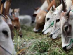 Seskab Teddy Indra Wijaya Borong 35 Sapi Kurban dari Peternak Lokal Boyolali