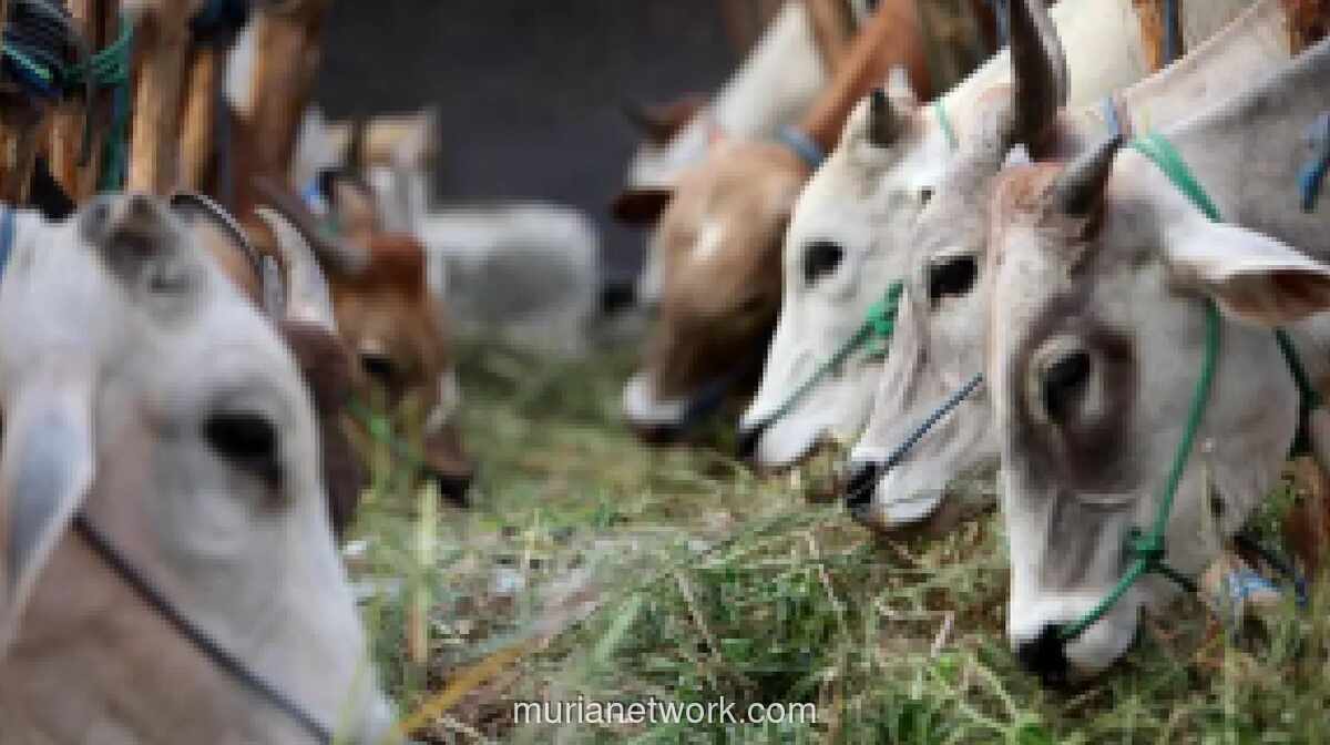 Seskab Teddy Indra Wijaya Borong 35 Sapi Kurban dari Peternak Lokal Boyolali