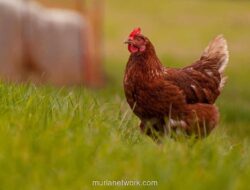 Pemerintah dan Industri Sepakati Harga Minimal Ayam Hidup Rp19.500 per Kilogram untuk Jaga Stabilitas Peternak