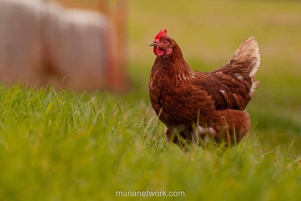 Pemerintah dan Industri Sepakati Harga Minimal Ayam Hidup Rp19.500 per Kilogram untuk Jaga Stabilitas Peternak
