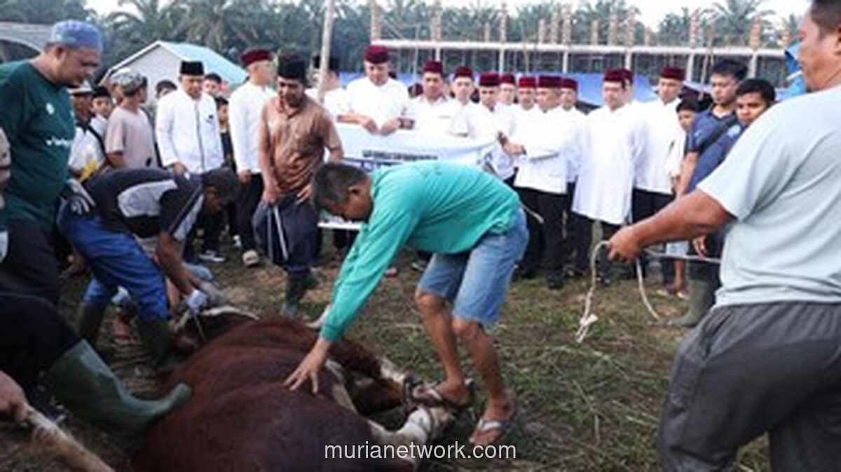 Polda Riau Salurkan Puluhan Sapi Kurban Bantuan Kapolri dan Kapolda ke Pondok Pesantren Pekanbaru