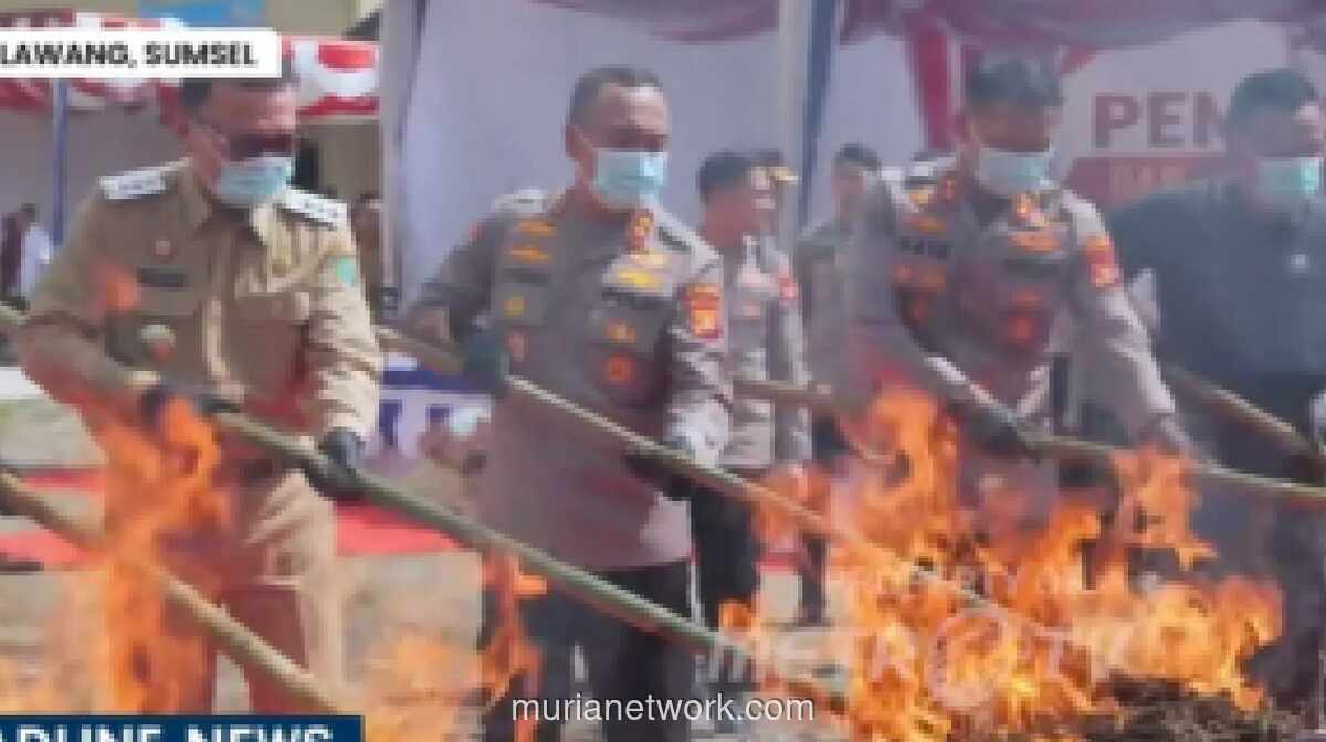Polisi Musnahkan 200 Kg Ganja Hasil Pengungkapan Ladang 20 Hektar di Empat Lawang