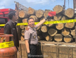 Polisi Bongkar Pembalakan Liar di Hutan Perhutani Bojonegoro, Satu Tersangka Diamankan