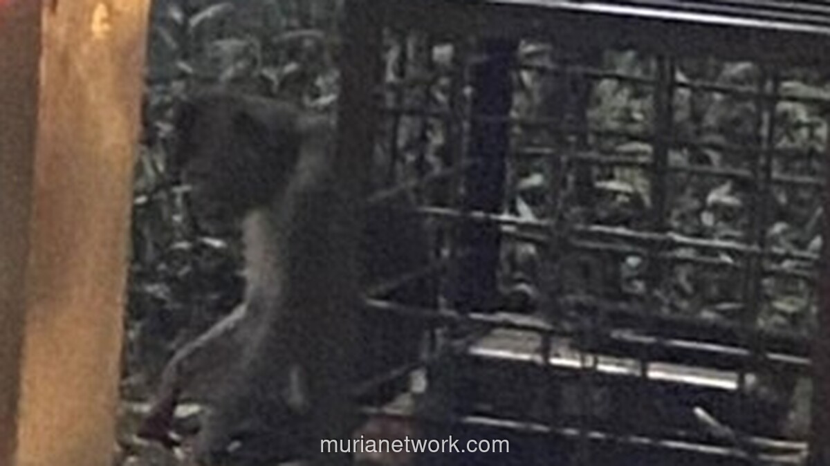 Polisi Turun Tangan Usai Viral Monyet Dirantai di Lampu Merah Margonda Depok
