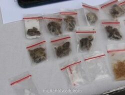 Polisi Bongkar Jaringan Produksi Sabu Hitam Rumahan di Jakarta dan Depok, Amankan 340 Gram Narkotika
