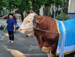 Presiden Prabowo Kurban 1.098 Sapi, Distribusi ke 552 Daerah dan Pesantren